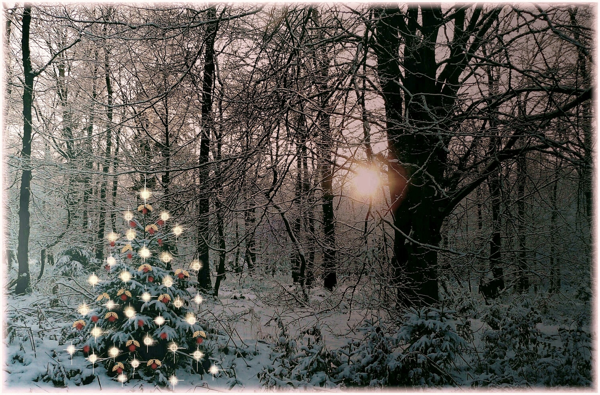 christmas-tree-354258_1920